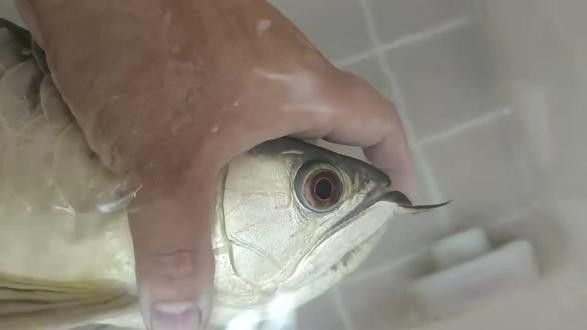 淡水金龍魚如何養