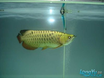 龍魚24k什么意思：\"龍魚24k\"可能有兩層含義