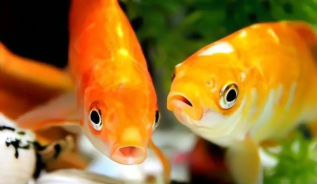 如何設置相機以拍攝銀龍魚？