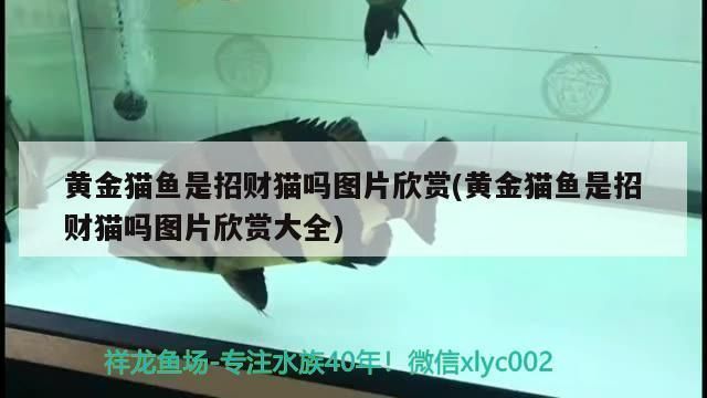 如何觀察銀龍魚與黃金貓魚互動：如何觀察銀龍魚與黃金貓魚的互動