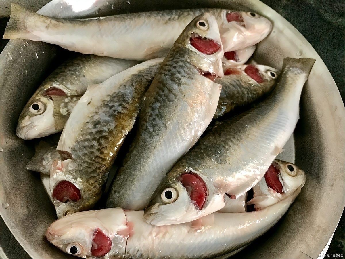 龍魚翹嘴還是平嘴好釣