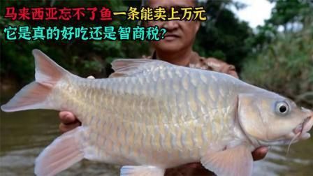 馬來西亞的特色魚類
