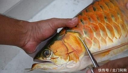 金龍魚 加盟（金龍魚加盟市場策略金龍魚加盟市場策略金龍魚加盟市場策略）
