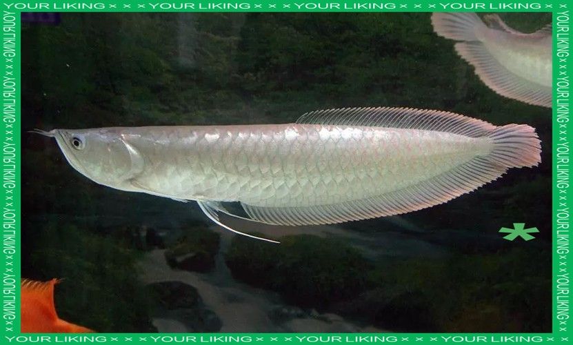 銀龍魚觀賞魚圖片大全集