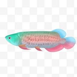 銀龍魚觀賞魚圖片大全集