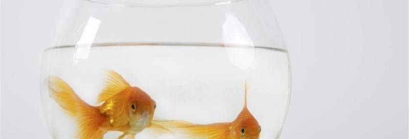 金龍魚缸可以加鹽嗎（金龍魚缸中可以適量加鹽但需要注意鹽的種類和濃度）