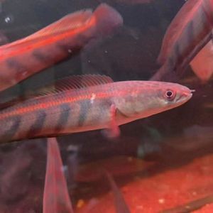短身紅龍魚能長(zhǎng)多大的魚苗呢：短身紅龍魚生長(zhǎng)潛力受到多種因素的影響