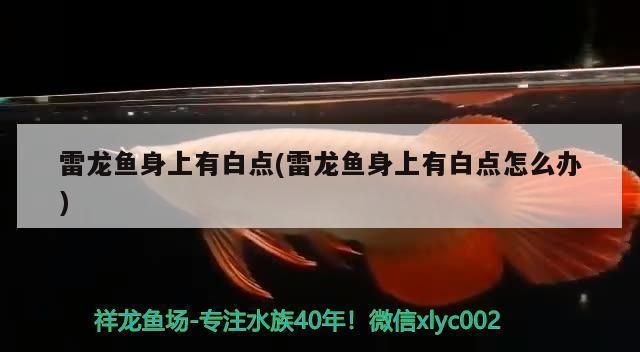 雷龍魚身上有白色絮狀物：雷龍魚身上出現白色絮狀物可能是水霉病疾病的早期疾病