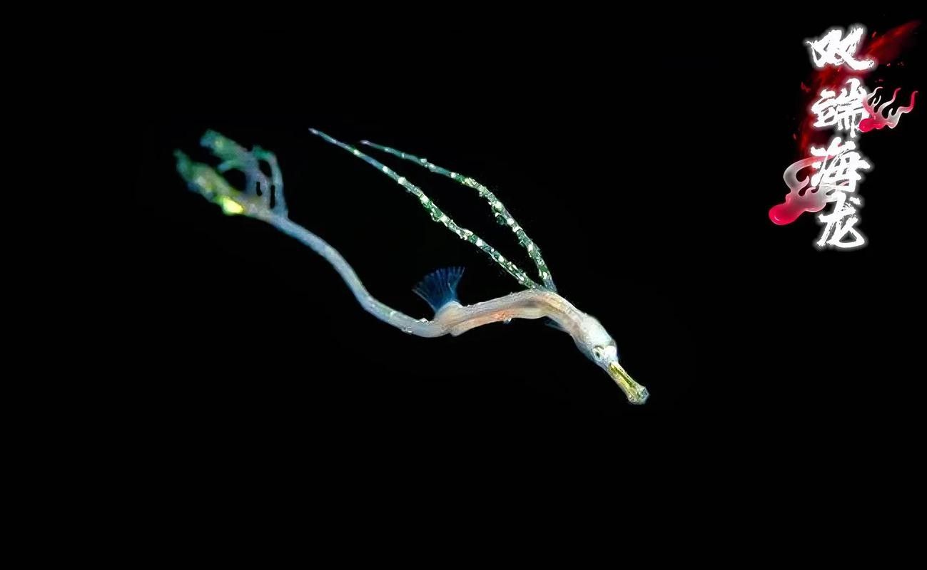 龍魚海魚