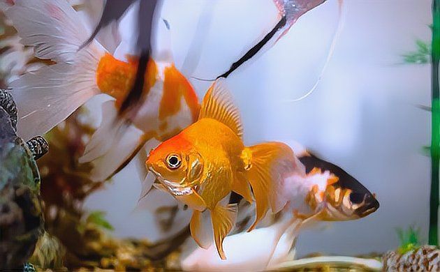 金龍魚最美十句短句