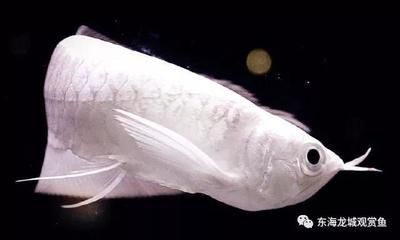 銀龍魚眼鏡有點白（銀龍魚眼睛發白可能是由多種因素引起的，以下幾種可能的原因）