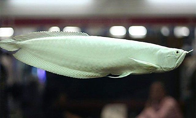 銀龍魚(yú)眼鏡有點(diǎn)白（銀龍魚(yú)眼睛發(fā)白可能是由多種因素引起的，以下幾種可能的原因）