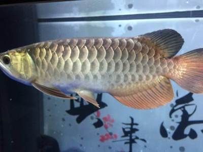龍魚小金頭大金頭區(qū)別在哪：“小金頭”、“中金頭”和“大金頭”是對(duì)龍魚頭部金質(zhì)覆蓋面積的不同稱呼