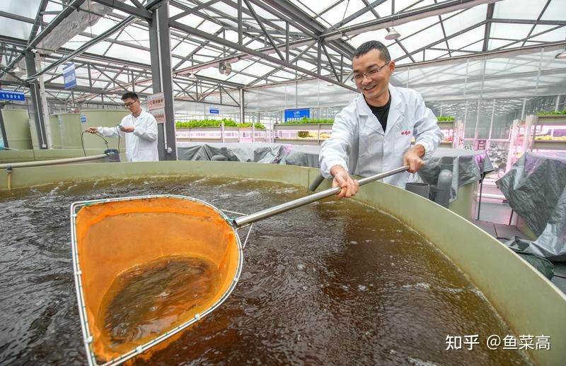 金龍魚如何應對原材料成本波動？