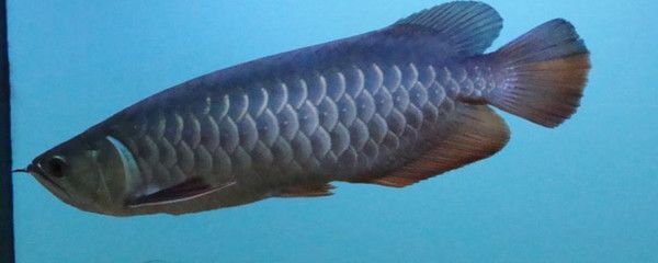 龍魚背上鱗片白白掉皮,有點松鱗怎么回事：龍魚背部鱗片掉落并伴有白色可能是由于多種原因引起的