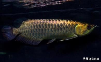 龍魚常見疾病圖片及治療視頻大全：龍魚常見疾病的圖片及相應的治療視頻大全