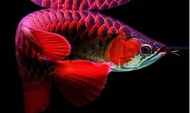 龍魚怎么增色快（如何讓龍魚快速且健康的增色）