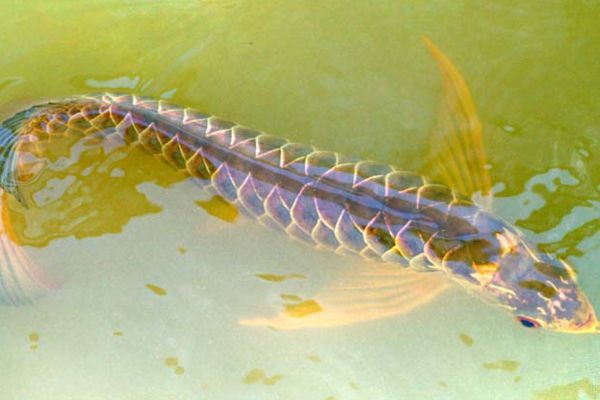 龍魚怎么增色快（如何讓龍魚快速且健康的增色）