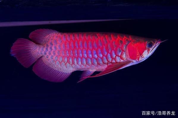 龍魚怎么增色快（如何讓龍魚快速且健康的增色）