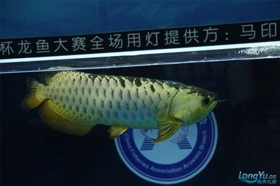 龍魚用燈：關于龍魚用燈的選擇與使用方法