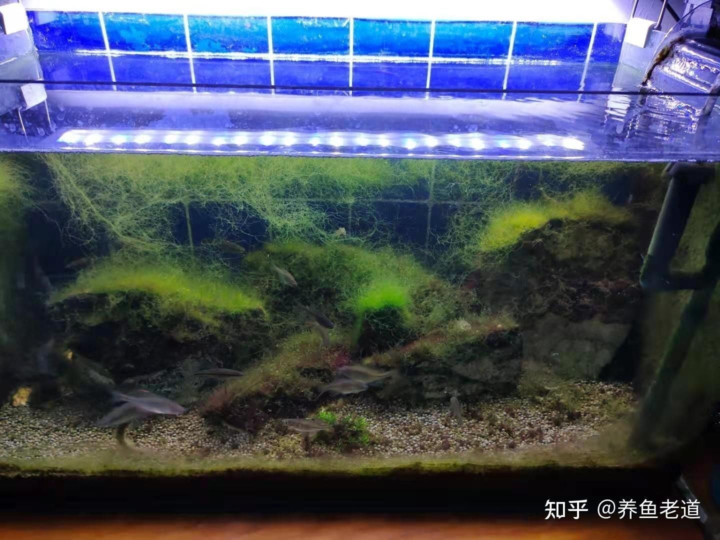 龍魚飼養綠水處理方法圖解：龍魚飼養綠水處理方法