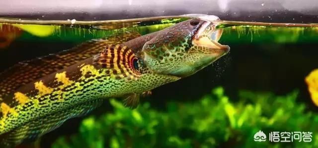 龍魚的魚鱗為什么要拔：關于龍魚吃小魚的五個疑問