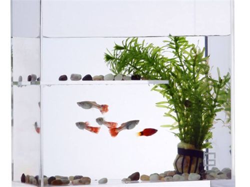 龍魚缸水泵要一直開(kāi)著嗎為什么呢：龍魚缸水泵是否應(yīng)該一直開(kāi)著