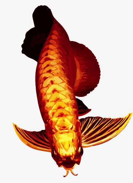 能推薦一些免費的高清紅龍魚壁紙嗎？