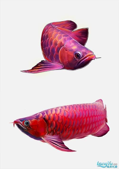 能推薦一些免費的高清紅龍魚壁紙嗎？