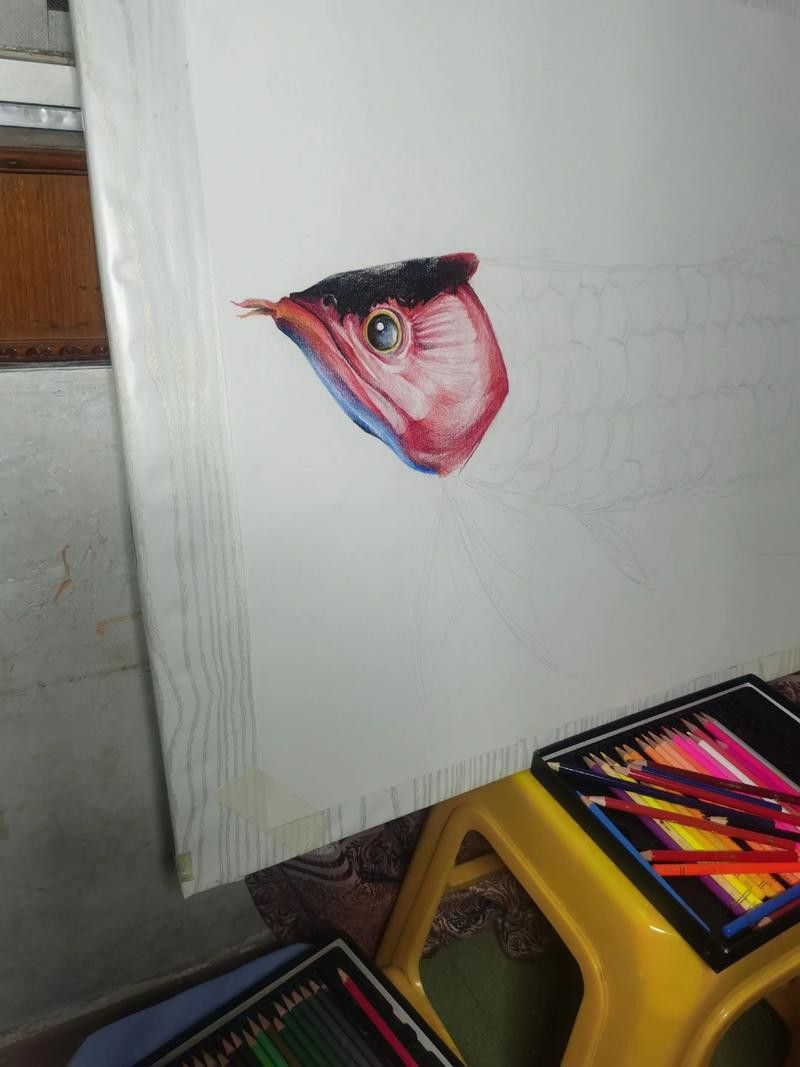 能推薦一些免費的高清紅龍魚壁紙嗎？