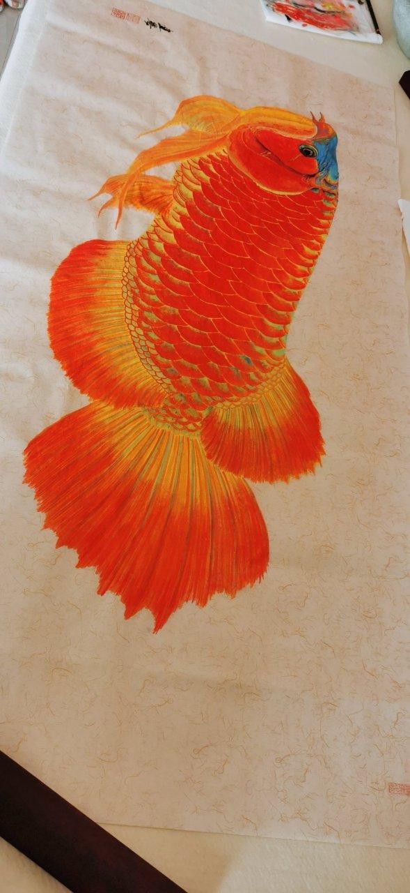 能推薦一些免費的高清紅龍魚壁紙嗎？