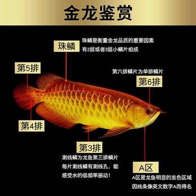 紅龍魚(yú)幼苗和金龍魚(yú)幼苗區(qū)別大嗎：紅龍魚(yú)幼苗和金龍魚(yú)幼苗區(qū)別大嗎紅龍魚(yú)幼苗和金龍魚(yú)幼苗區(qū)別大嗎