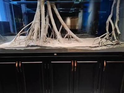 龍魚原生缸：如何為龍魚創建一個原生缸