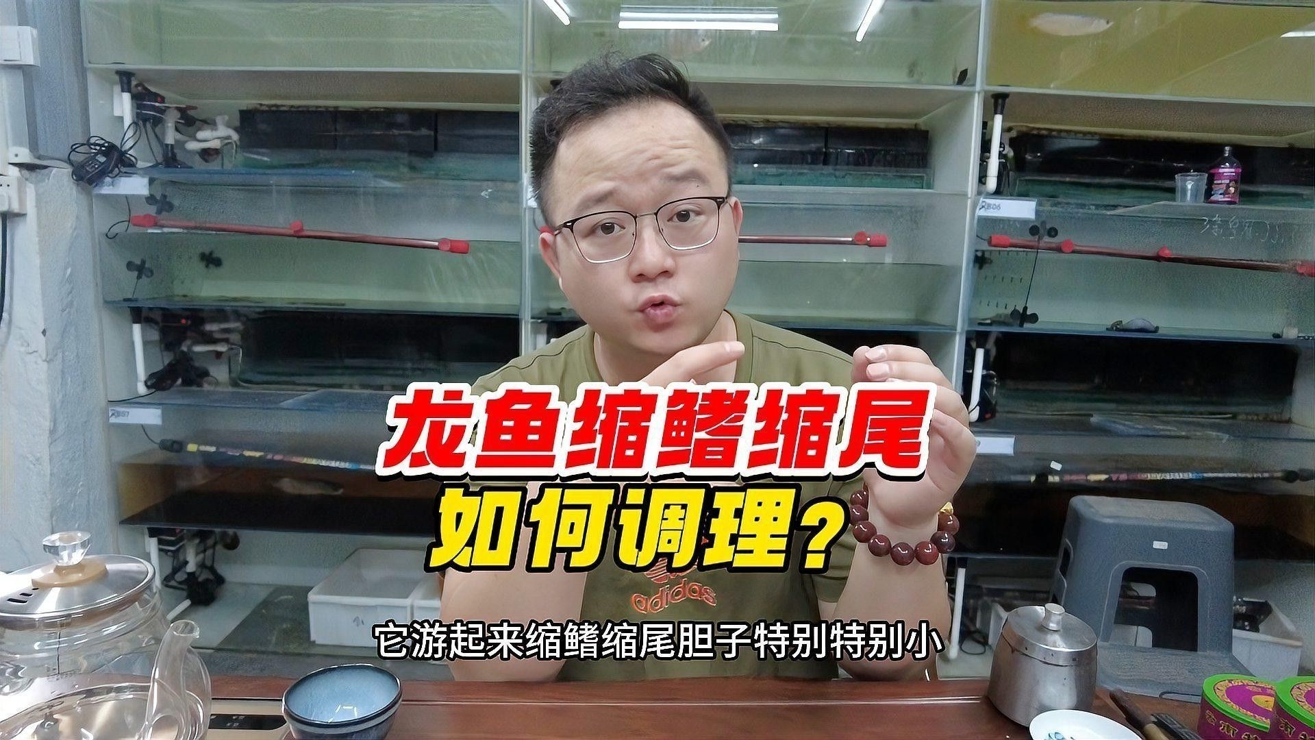 金龍魚縮尾鰭怎么治