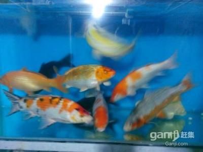 龍魚可以吃魚食嗎？：養的龍魚可以吃魚食嗎？