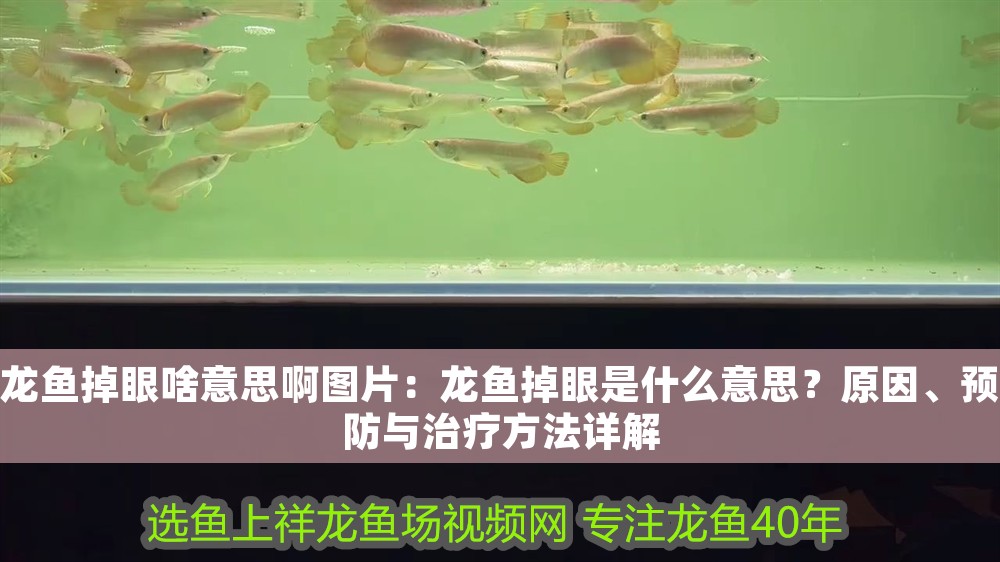 龍魚掉眼啥意思啊圖片：龍魚掉眼是什么意思？原因、預防與治療方法詳解