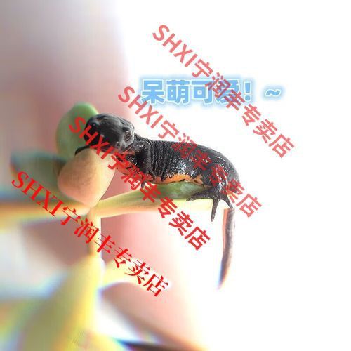 小火龍魚可以與金魚混養(yǎng)嗎圖片大全