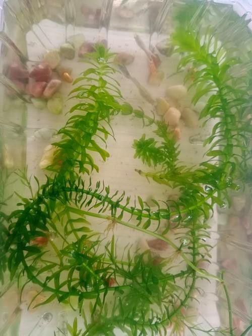 小火龍魚可以與金魚混養(yǎng)嗎圖片大全