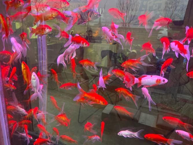 小火龍魚可以與金魚混養(yǎng)嗎圖片大全