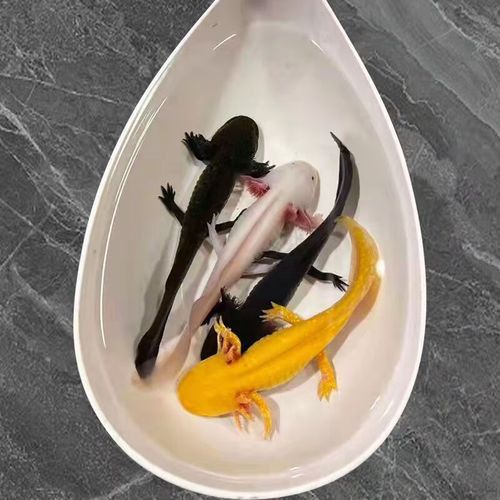 小火龍魚可以與金魚混養(yǎng)嗎圖片大全