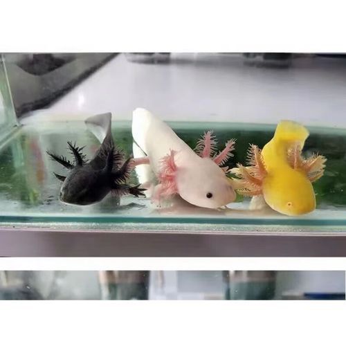 小火龍魚可以與金魚混養(yǎng)嗎圖片大全