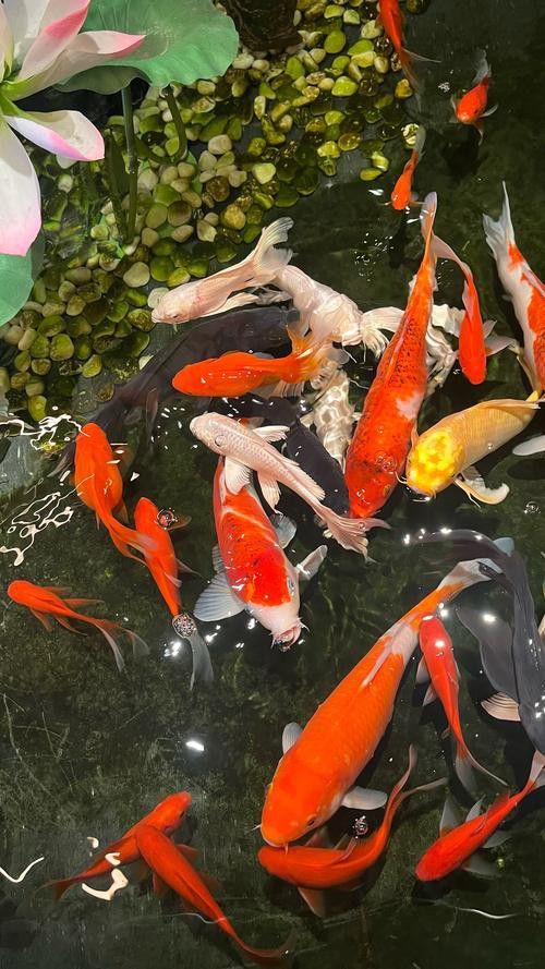 小火龍魚可以與金魚混養(yǎng)嗎圖片大全