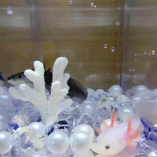 小火龍魚可以與金魚混養(yǎng)嗎圖片大全