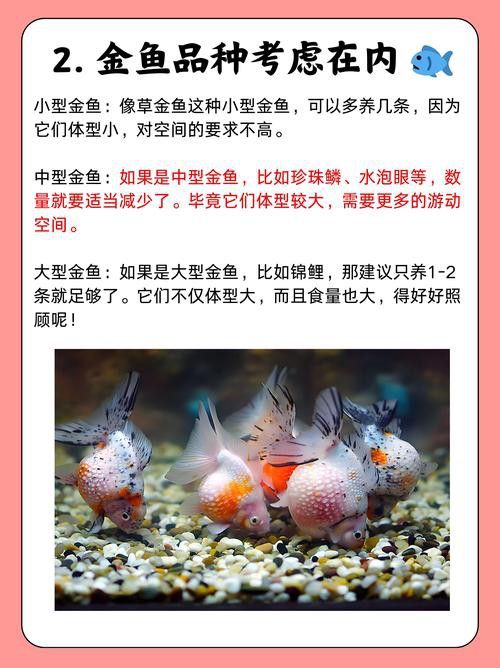 小火龍魚可以與金魚混養(yǎng)嗎圖片大全