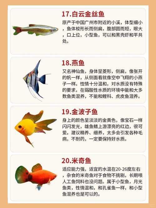 小火龍魚可以與金魚混養(yǎng)嗎圖片大全