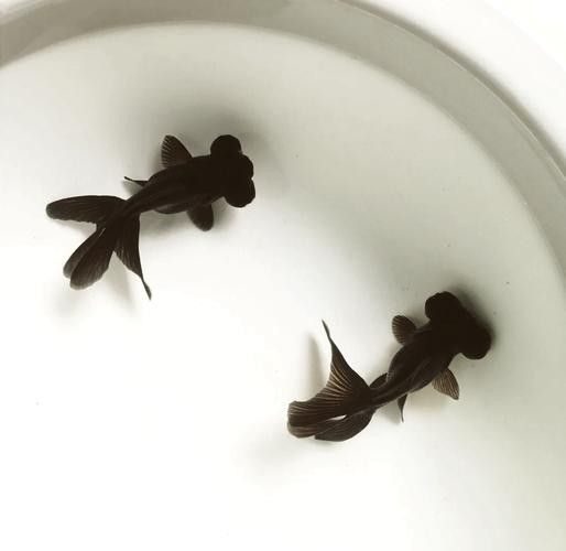 小火龍魚可以與金魚混養(yǎng)嗎圖片大全