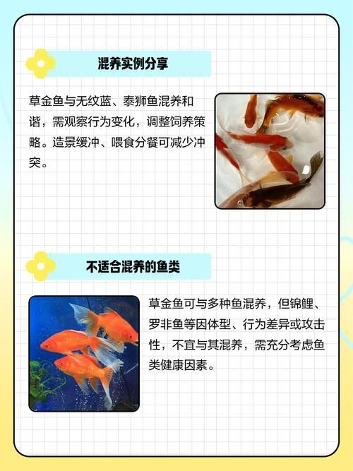 小火龍魚可以與金魚混養(yǎng)嗎圖片大全