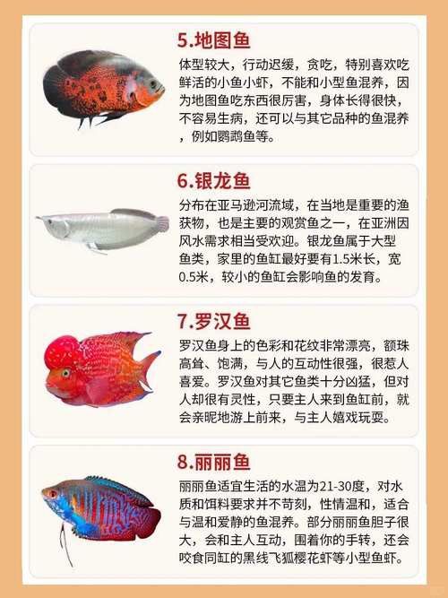 小火龍魚可以與金魚混養(yǎng)嗎圖片大全