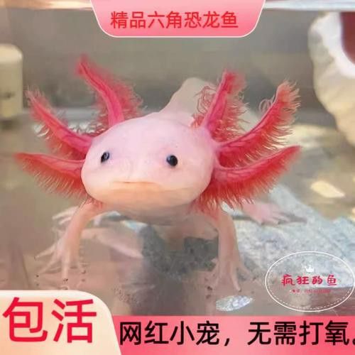 小火龍魚可以與金魚混養(yǎng)嗎圖片大全