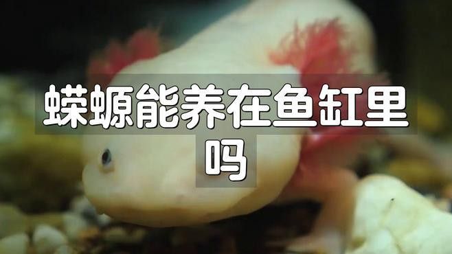 小火龍魚可以與金魚混養(yǎng)嗎圖片大全